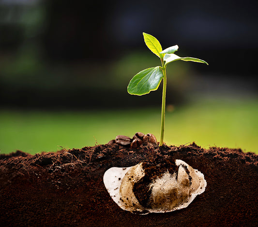 La cialda per un futuro ecosostenibile